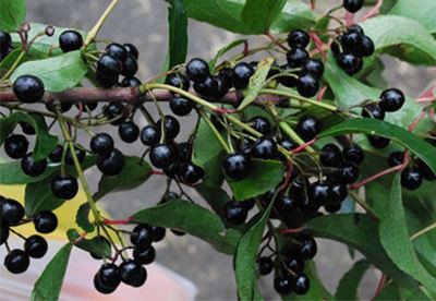 Maqui Berry Extract Powder