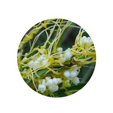 dodder plant